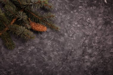 Gri ahşap arka planda büyük konisi olan mavi köknar ağacı dalı. Mutlu Noeller boş kart, reklam şablonu, kopyalama alanı