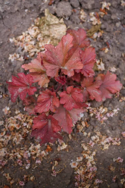 Alumroot or coral bells red brown leaves. Heuchera sanguinea ornamental summer plant in garden or botanical park. Vertical shot, top view