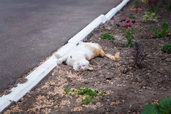Kırmızı Beyaz Kedi Sıcak Yaz Gününde Serin Çiçek Tarhında Dinleniyor Telifsiz Stok Imajlar