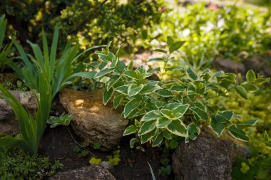 Dekoratif çalı, ebediyen yeşil kış sürüngeni ya da öonymus fortune. Çeşit çeşit yeşil beyaz yapraklı süs bitkisi, aile celastraceae