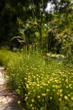Yumuşak odaklı Santolina Rosmarinifolia, kutsal keten, çiçek açan bitki. Dar yapraklı yeşil çalı, sarı başlıklı