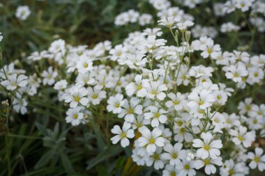 phlox, phlox subulata, white joy, yosun phlox, Mountain phlox, white, creeping phlox, garden, spring, flower, flower, plant, periennial, süs, nature, flora, Evergreen, dekarative, background, spring time, botanik, beautiful, green, botanik, creeping