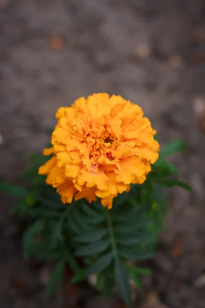 stock image African big marigold or tagetes erecta beautiful flowering ornamental plant in summer garden or botanical park. Vertical shot