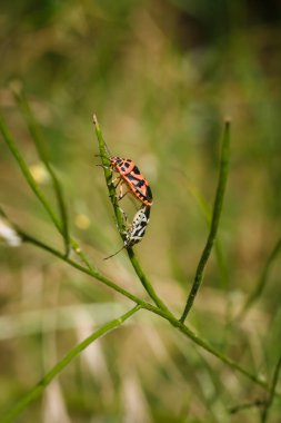 Yeşil bitkide çiftleşen iki kalkan böceği. Pentatomidae ailesinden Eurydema ornata. Yumuşak odaklı makro çekim