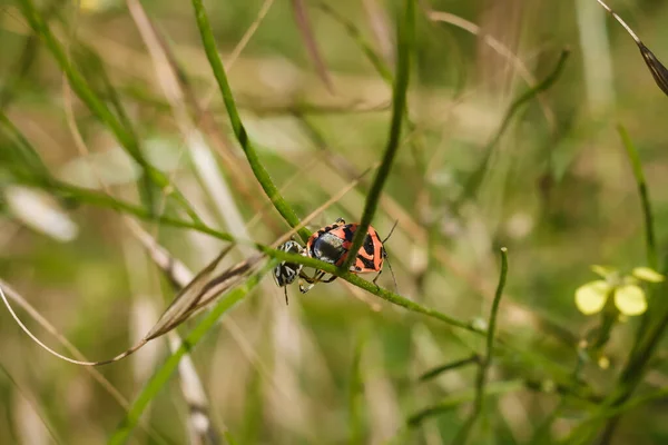 Dos Insectos Escudos Apareándose Planta Verde Eurydema Ornata Familia Pentatomidae —  Fotos de Stock