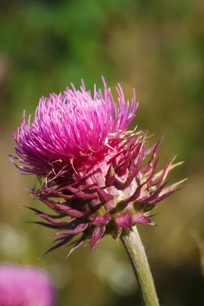 Stock image Carduus thistle like purple flower, soft focused macro shot