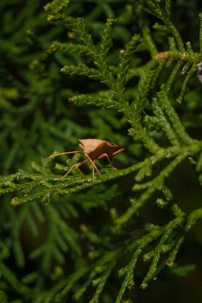 Arancio Rosso Coreidae Bug Seduto Sul Ramo Verde Cupressus Sempervirens — Foto Stock