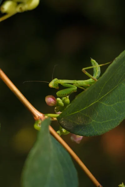 Pequeña Mantis Europea Joven Verde Mantis Religiosa Sentada Rama Del —  Fotos de Stock