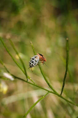 Yeşil bitkide çiftleşen iki kalkan böceği. Pentatomidae ailesinden Eurydema ornata. Yumuşak odaklı makro çekim