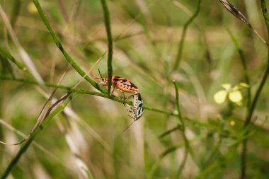 Yeşil bitkide çiftleşen iki kalkan böceği. Pentatomidae ailesinden Eurydema ornata. Yumuşak odaklı makro çekim