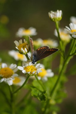 Aricia agestis, papatya çiçeğinin üzerinde oturan Lycaenidae familyasındaki kahverengi argus kelebeği. Yumuşak odaklı makro çekim