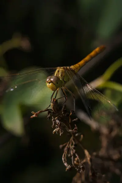 Weich Fokussierte Makroaufnahme Einer Libelle Auf Einer Pflanze Sitzend Insektenleben — Stockfoto
