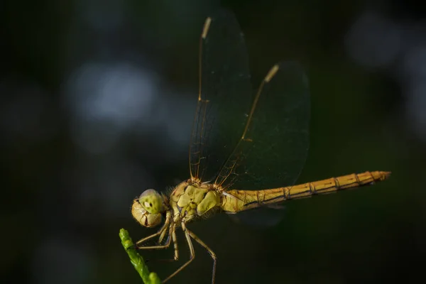 Měkký Zaměřený Makro Snímek Vážky Sedící Rostlině Život Hmyzu — Stock fotografie