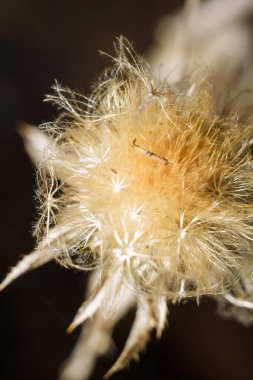 Bulanık orman arka planında pofuduk kuru çiçek başı, yumuşak odaklı dikey makro çekim