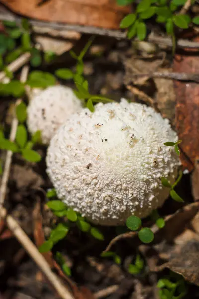 Lycoperdon Puffball Mushroom Forest Green Grass Dry Leaves Soft Focused — 스톡 사진