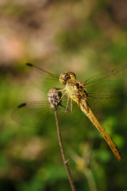 Yumuşak odaklı makro yusufçuk çekimi bitkinin üzerinde oturuyor, böceklerin yaşamı