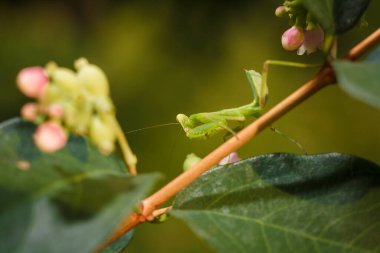 Kar çileği dalında oturan küçük yeşil Avrupalı peygamber devesi ya da peygamber devesi dini. Böcekler ve bitkiler. Yumuşak odaklı makro çekim