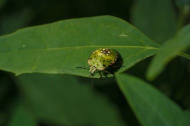 Yeşil sebze kokulu böcek nezara viridula, yeşil yapraklı güney kalkan böceği. Yumuşak odaklı makro çekim