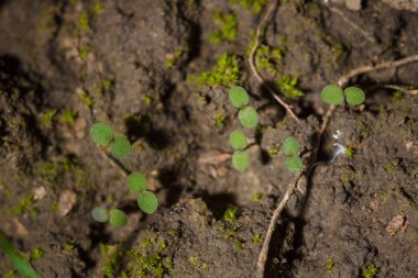 green moss and tiny grass with round leaves on ground, soft focused macro shot. New life spring time