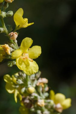 Verbascum thapsus, büyük ya da sıradan mullein. Parlak sarı çiçekli dikey makro gövde çekimi. Çiçekli yaz bitkisi