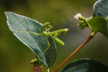 Little green young European mantis or mantis religiosa sitting on snowberry bush branch. Insects and flora. Soft focused macro shot clipart