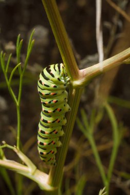 Güzel yeşil benekli papilio machaon ya da Eski Dünya kırlangıç tırtılı bitkinin üzerinde. Yumuşak odaklı makro çekim