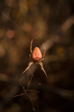 Bright orange brown spider Eriophora, a genus of orb-weaver spiders in its cobweb. Wildlife, insects world. Soft focused vertical macro clipart