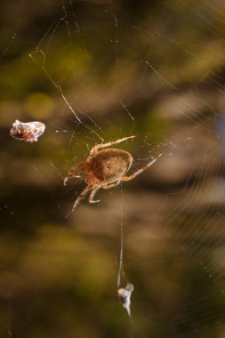 Brown spider Eriophora, a genus of orb-weaver spiders in its cobweb. Wildlife, insects world. Soft focused vertical macro clipart