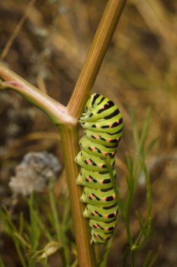 Güzel yeşil benekli papilio machaon ya da Eski Dünya kırlangıç tırtılı bitkinin üzerinde. Yumuşak odaklı makro çekim