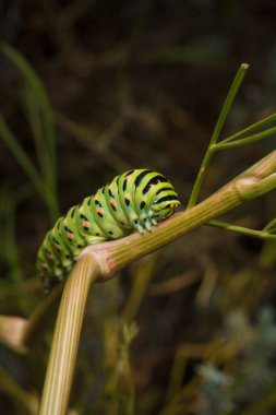 Güzel yeşil benekli papilio machaon ya da Eski Dünya kırlangıç tırtılı bitkinin üzerinde. Yumuşak odaklı makro çekim