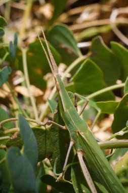 Weird green long headed acrida from acrididae among foliage, soft focused vertical macro shot clipart