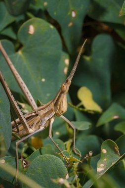 Kahverengi başlı acrididadan bezelye yaprağı, çekirge çekirgesi, yumuşak odaklı makro çekim