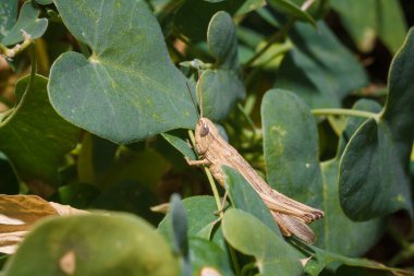 Yeşil bezelye bitkisinin yaprakları üzerinde kahverengi çekirge akrididae, yumuşak odaklı makro çekim.
