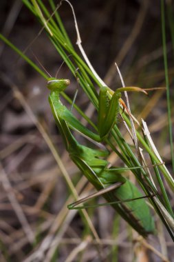 Büyük yeşil Avrupalı genç peygamber devesi veya dalda oturan peygamber devesi dini. Böcekler ve bitkiler. Yumuşak odaklı makro çekim