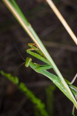 Büyük yeşil Avrupalı genç peygamber devesi veya dalda oturan peygamber devesi dini. Böcekler ve bitkiler. Yumuşak odaklı makro çekim