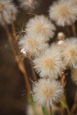 Erigeron acer, Asteraceae papatya familyasından yaygın bir bitki. Acı mavi pire. Makro dikey yumuşak odaklı çekim