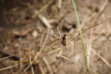 Ant with wings, insect of family Formicidae sitting on twig. Soft focused macro shot