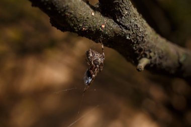 Orb-weaver spider, member of family Araneidae and its prey in cobweb. Soft focused macro shot