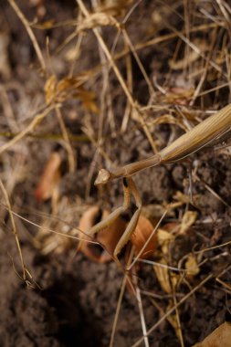 european mantis religiosa or brown praying mantis on forest ground with dry leaves and grass background, soft focused macro shot