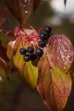 Cornus sanguinea, common or bloody dogwood red leaves and black berries in rain drops. soft focused vertical macro shot