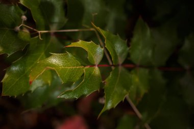 Mahonia aquifolium, Oregon grape or holly-leaved barberry green spiky leaves soft focused macro shot clipart
