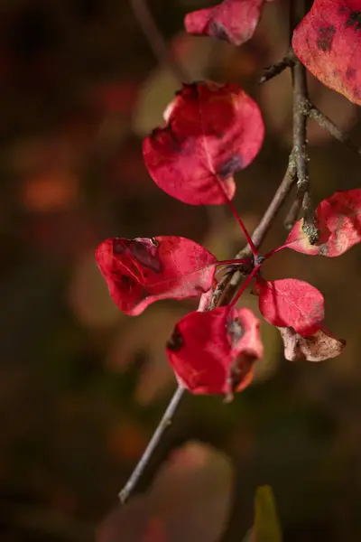 stock image Red cotinus coggygria or european smoke tree leaves on blurry forest background, vertical soft focused macro