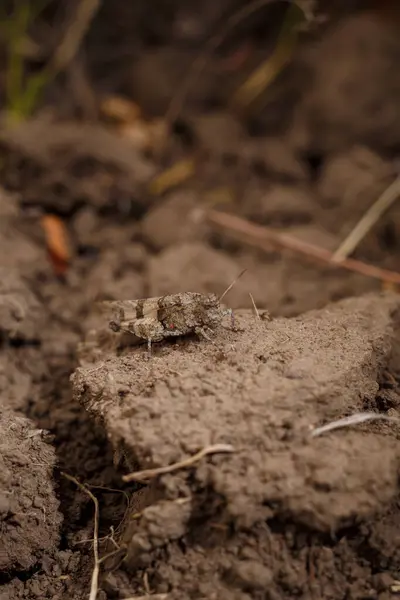 stock image The blue-winged grasshopper, Oedipoda caerulescens camouflaged on the ground, soft focused macro shot