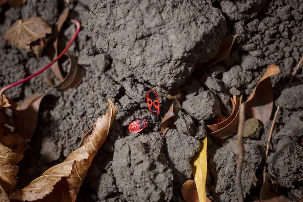 stock image Firebug or Pyrrhocoris apterus, common insect of family Pyrrhocoridae. Small red insects on the forest ground, macro shot