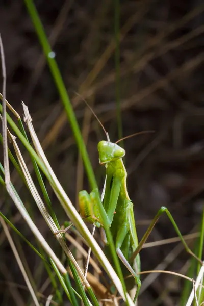 stock image Big green young European mantis or mantis religiosa sitting on branch. Insects and flora. Soft focused macro shot