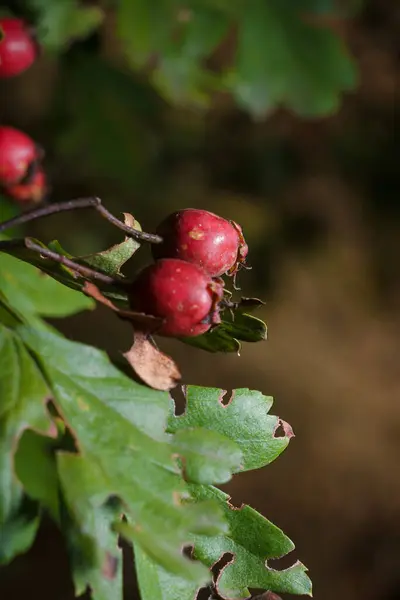 stock image Crataegus laevigata known as Midland hawthorn, English woodland hawthorn or mayflower. Red berry among green foliage