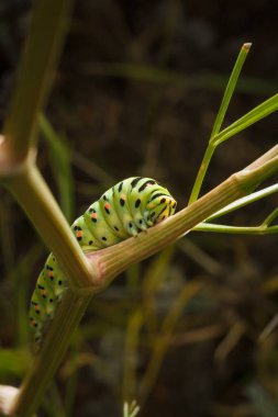 Güzel yeşil benekli papilio machaon ya da Eski Dünya kırlangıç tırtılı bitkinin üzerinde. Yumuşak odaklı makro çekim