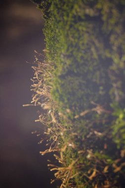 Ormanda yumuşak dokulu yosun yumuşak odaklı dikey makro çekim