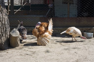 Ulusal parkta erkek ve dişi hindiler, kuş barınakları veya hayvan koruma alanları. Görünüş, çiftleşme davranışı, cinsel dimorfizm..