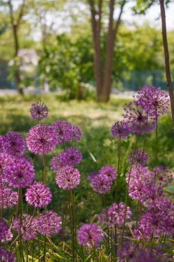 Allium Giganteum. Mor çiçekli güzel bir bitki. Süslü omion deniyor. Cennetteki çiçekler,.